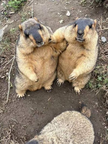 高原土拔鼠能活多久_高原土拔鼠吃什么