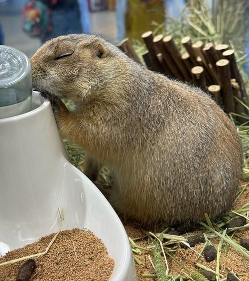 高原土拔鼠能活多久_高原土拔鼠吃什么