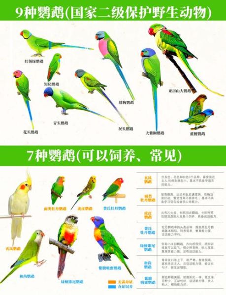 高原鹦鹉能活多久_高原鹦鹉饲养注意事项
