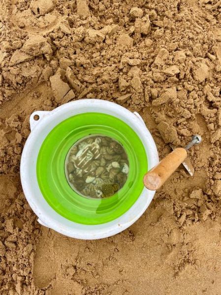 户外蛤蜊怎么挖_蛤蜊哪里最多