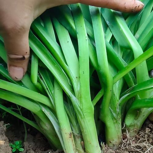 高原韭菜怎么种_高原韭菜营养价值