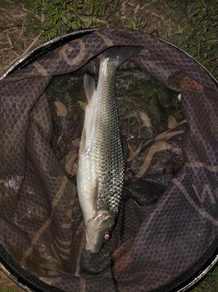 高原累鱼是什么鱼_高原累鱼多少钱一斤