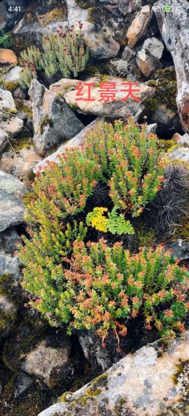 青藏高原野生花卉有哪些_如何辨认高原珍稀花种