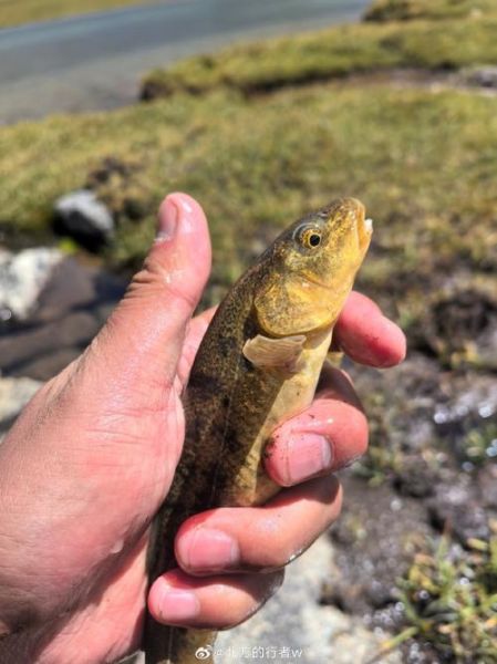 高原裸鱼是什么_高原裸鱼怎么养