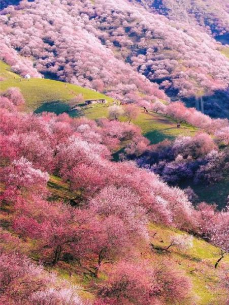 冰雪杏花什么时候开花_冰雪杏花耐寒多少度