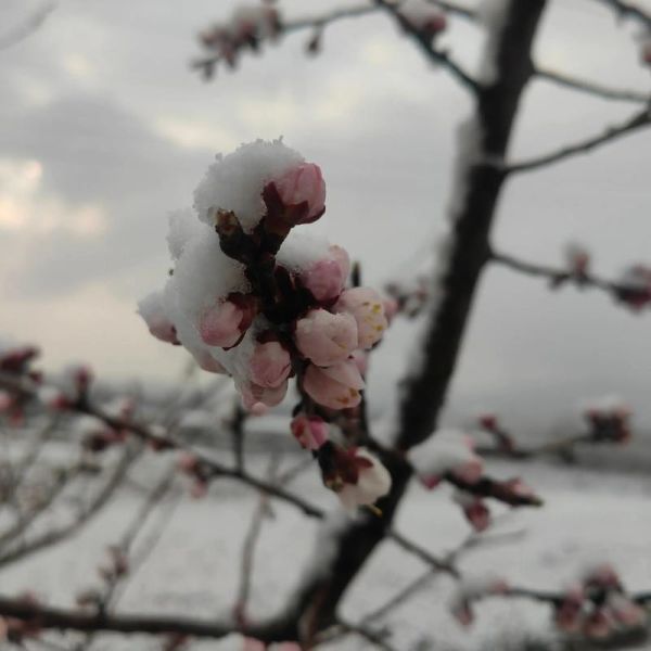 冰雪杏花什么时候开花_冰雪杏花耐寒多少度