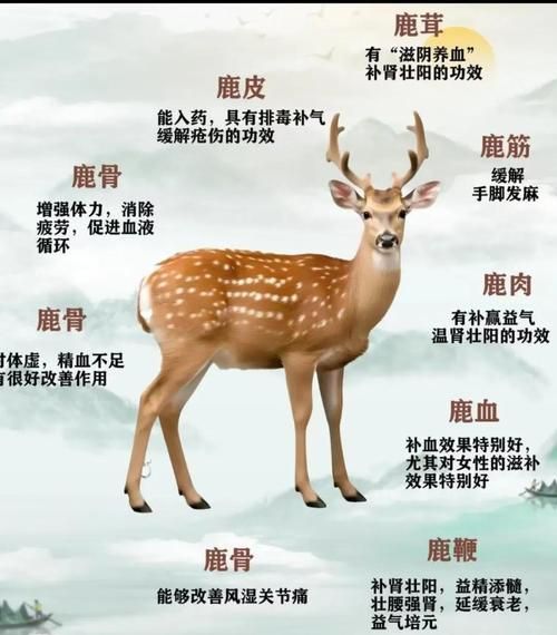 高原梅花鹿分布在哪_高原梅花鹿怎么养