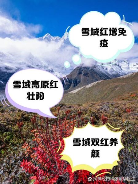 高原药材有哪些_高原药材的功效与作用