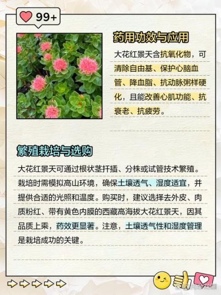 高原红景天泡水正确方法_高原红景天泡水一天喝几次