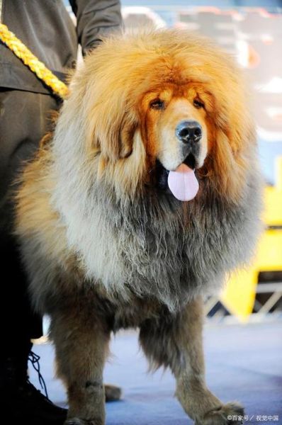 户外神獒是什么狗_适合新手饲养吗