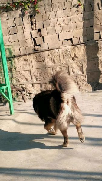 户外神獒是什么狗_适合新手饲养吗