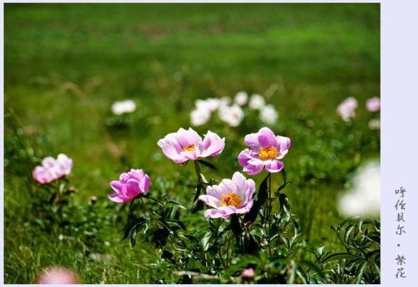 绿野户外网怎么样_绿野户外网可靠吗