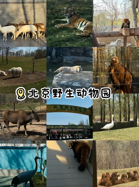 北京动物园和野生动物园哪个好玩_区别对比
