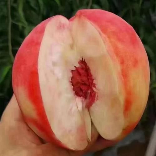 北京十四号桃几月成熟_北京十四号桃好吃吗