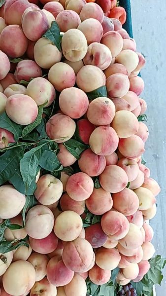 北京十四号桃几月成熟_北京十四号桃好吃吗