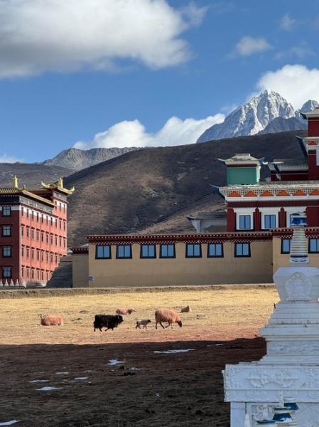 高原红藏药馆怎么样_高原红藏药馆是真的吗