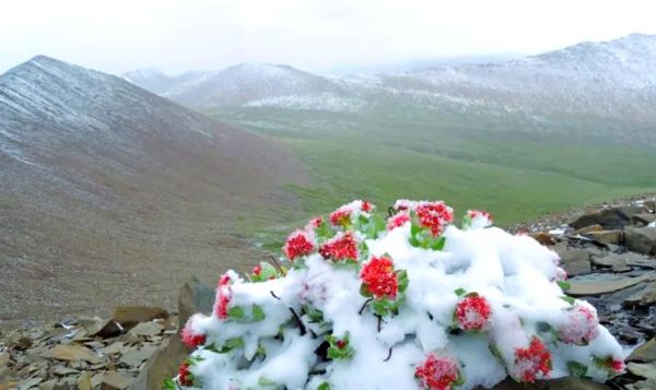 甘肃高原红是什么_甘肃高原红怎么形成的