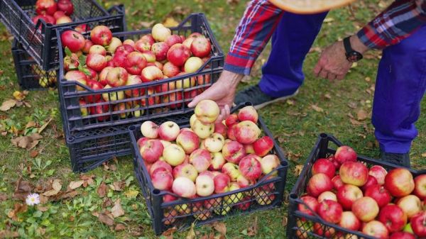 苹果户外是什么_苹果户外适合新手吗