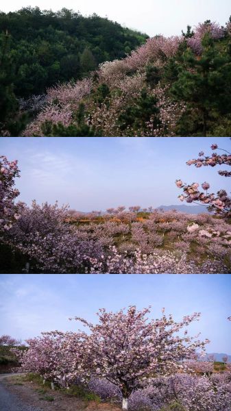 高原樱花花期多久_高原樱花最佳观赏地点
