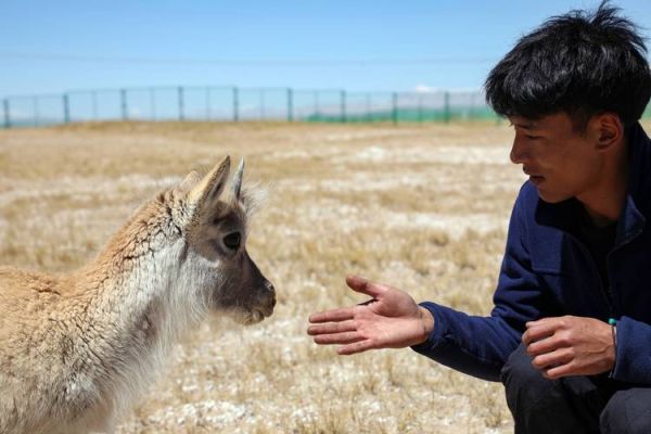 本溪藏羚羊户外俱乐部怎么样_本溪藏羚羊户外俱乐部价格