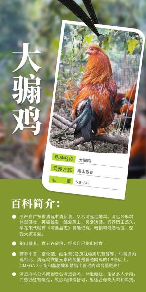 丽江高原鸡哪里买_丽江高原鸡多少钱一斤