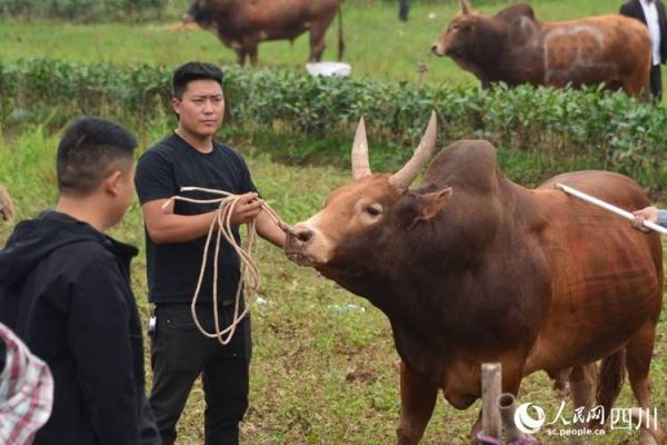 高原斗牛是什么_高原斗牛比赛规则