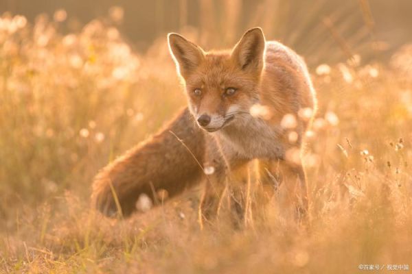 户外狐狸怎么养_户外狐狸吃什么