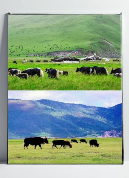 高原是什么族_藏族还是其他民族