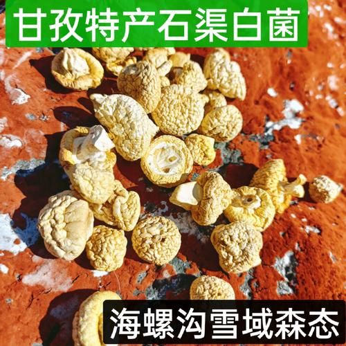 高原蘑菇怎么做好吃_高原蘑菇的功效与作用