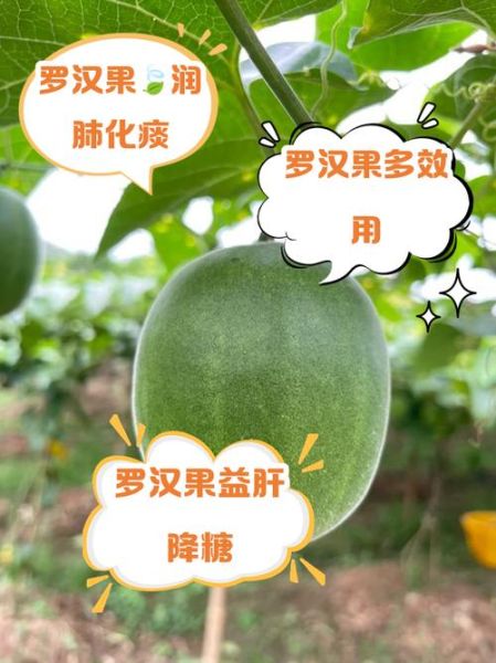 高原罗汉果的功效与作用_如何挑选正宗高原罗汉果