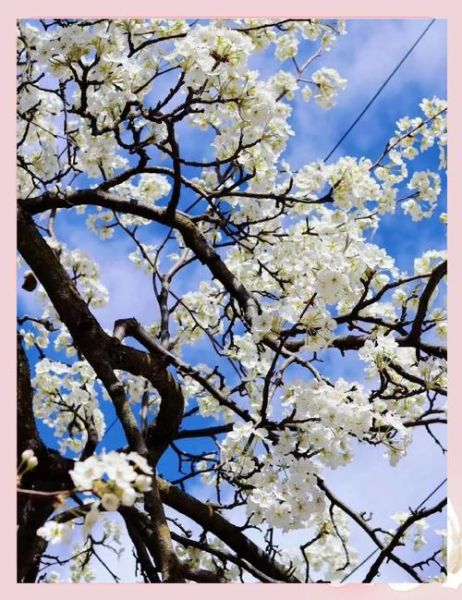 高原梨花什么时候开_高原梨花最佳观赏地