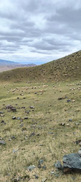 高原牧场在哪里_高原牧场最佳旅游时间