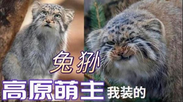 高原猫是什么品种_高原猫能家养吗