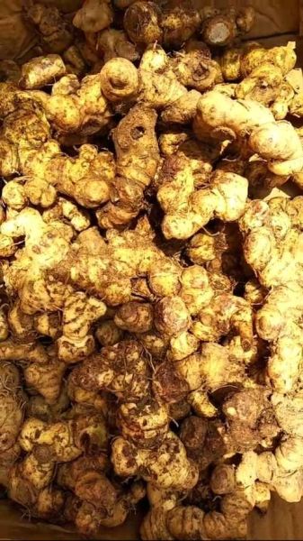 高原黄精能抗高原反应吗_高原黄精怎么吃效果好