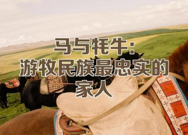 高原传统交通工具有哪些_牦牛和马匹怎么选