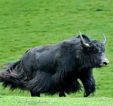 高原传统交通工具有哪些_牦牛和马匹怎么选