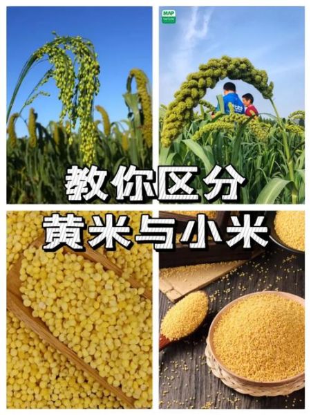 高原小米哪里买正宗_高原小米和普通小米区别