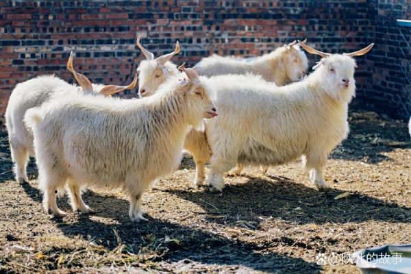 高原羊是什么羊_高原羊适合在哪些地方养