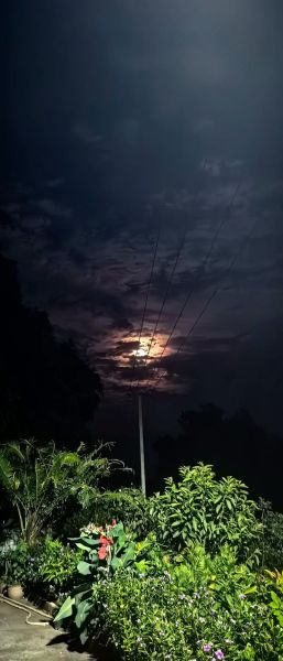 高原王子是什么_高原王子有哪些功效