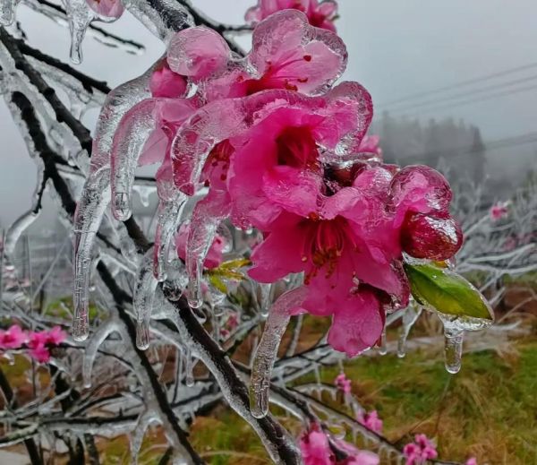 冰雪桃花什么时候开花_冰雪桃花耐寒多少度