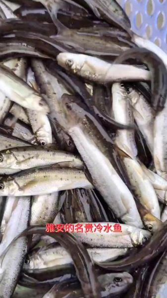 高原烈腹鱼怎么养_高原烈腹鱼吃什么