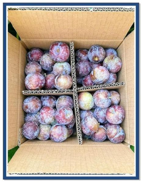 高原吃什么水果好_高原反应吃什么水果缓解