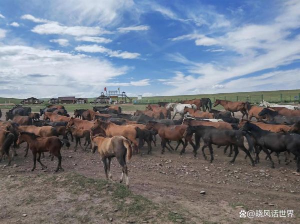 青藏高原军马_高原军马如何适应极端环境