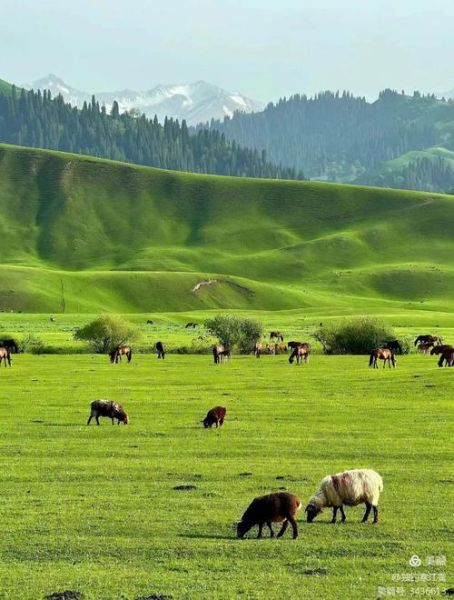 伊犁有高原吗_海拔多少米