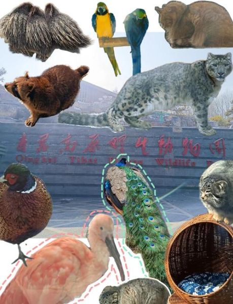 青海高原野生动物园门票价格_值得去吗