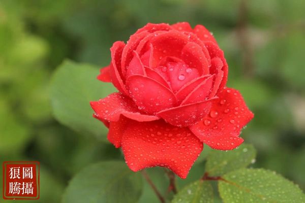 北京市市花是什么花_北京市花月季和菊花哪个更代表北京