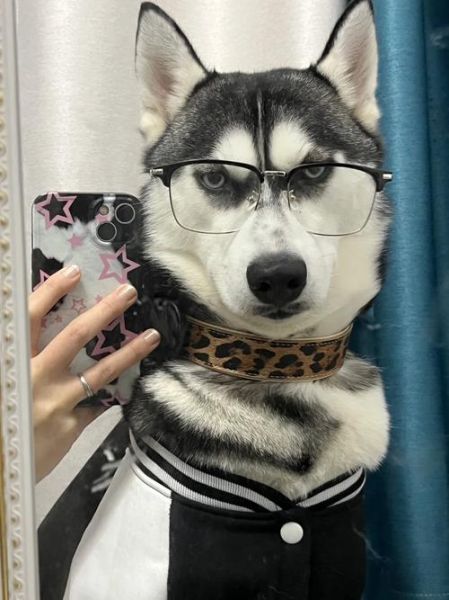 哈士奇户外冲锋衣怎么选_哈士奇户外帐篷哪款好