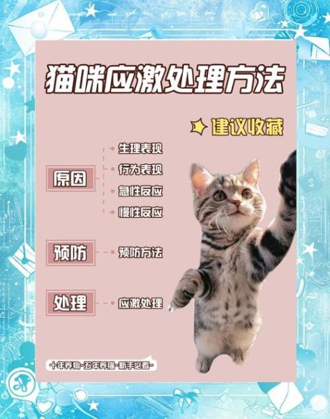 猫咪高原反应症状_如何预防